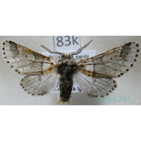 Furcula bifida (Brahm, 1787) male Widłogonka dwojaczka, Leszczotka dwojaczka Czech83k